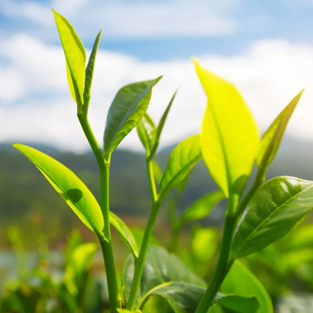 camelia sinensis
