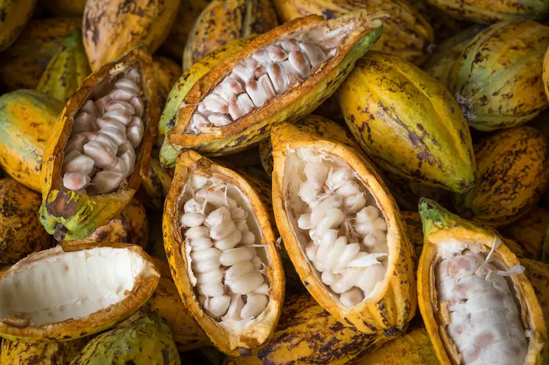 Cacau: un aliat per a la salut integral 3 cacau obert