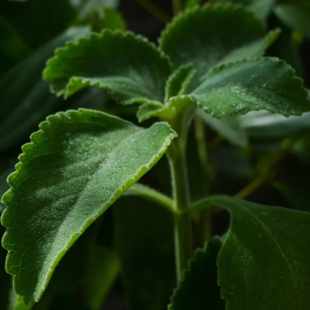 3 plantes depuratives que has de conèixer 5 3 plantes depuratives Boldo
