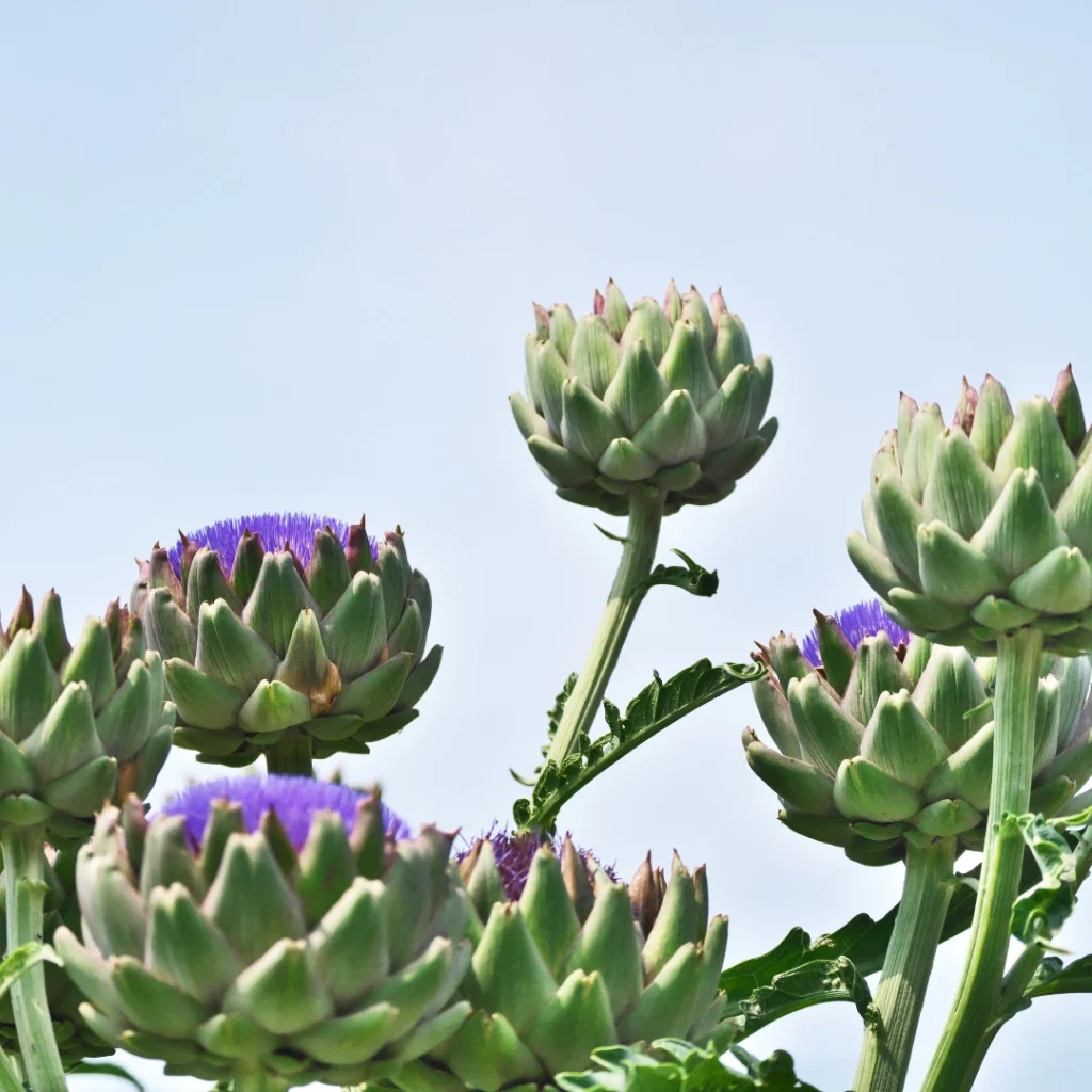 3 plantes depuratives que has de conèixer 4 3 plantes depuratives Carxofa