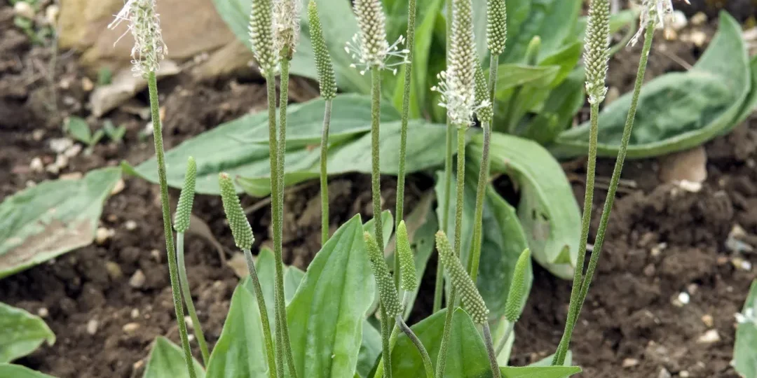 plantatge