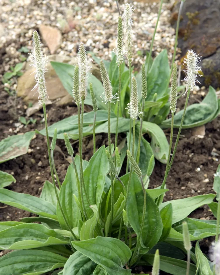 plantatge