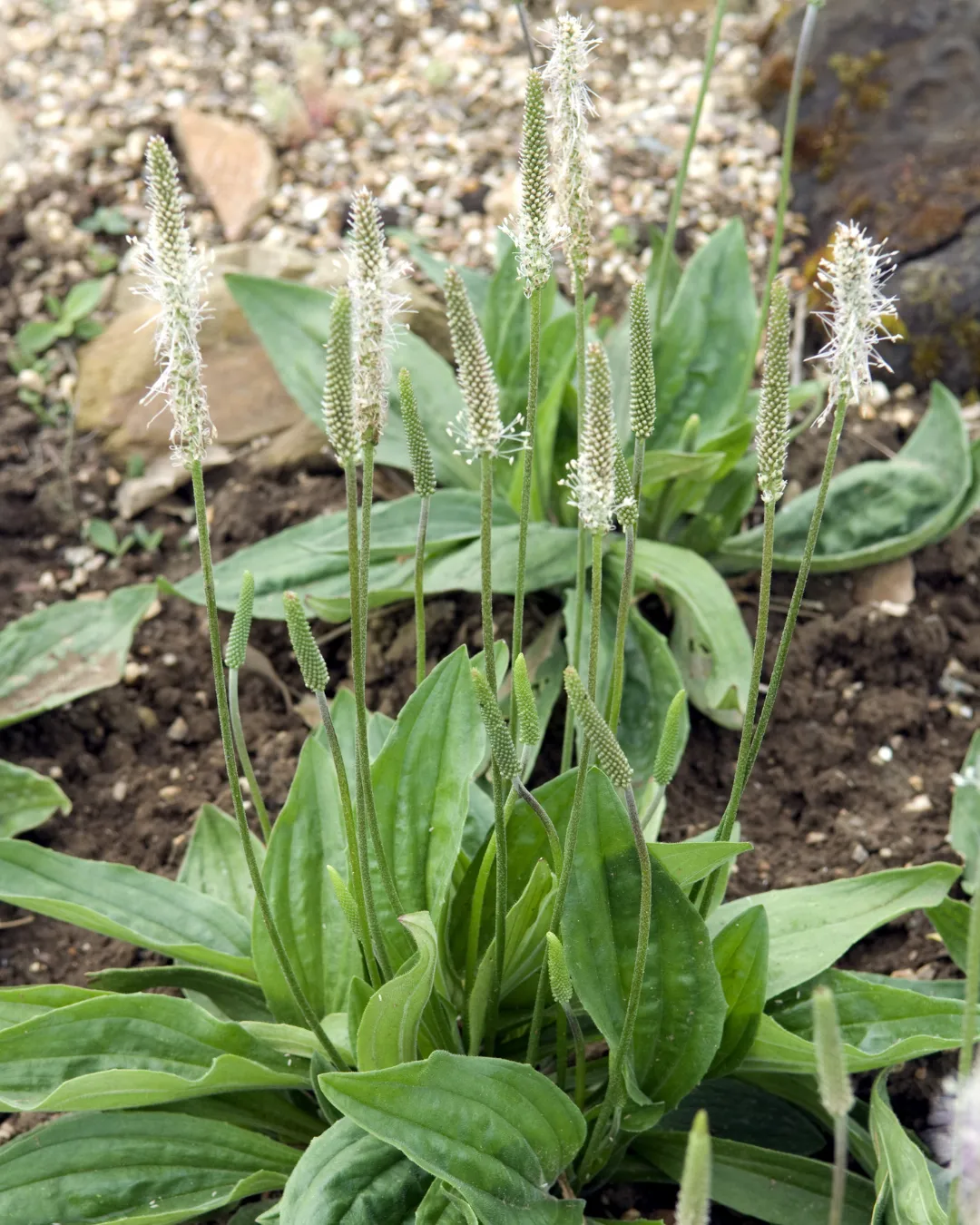 plantatge